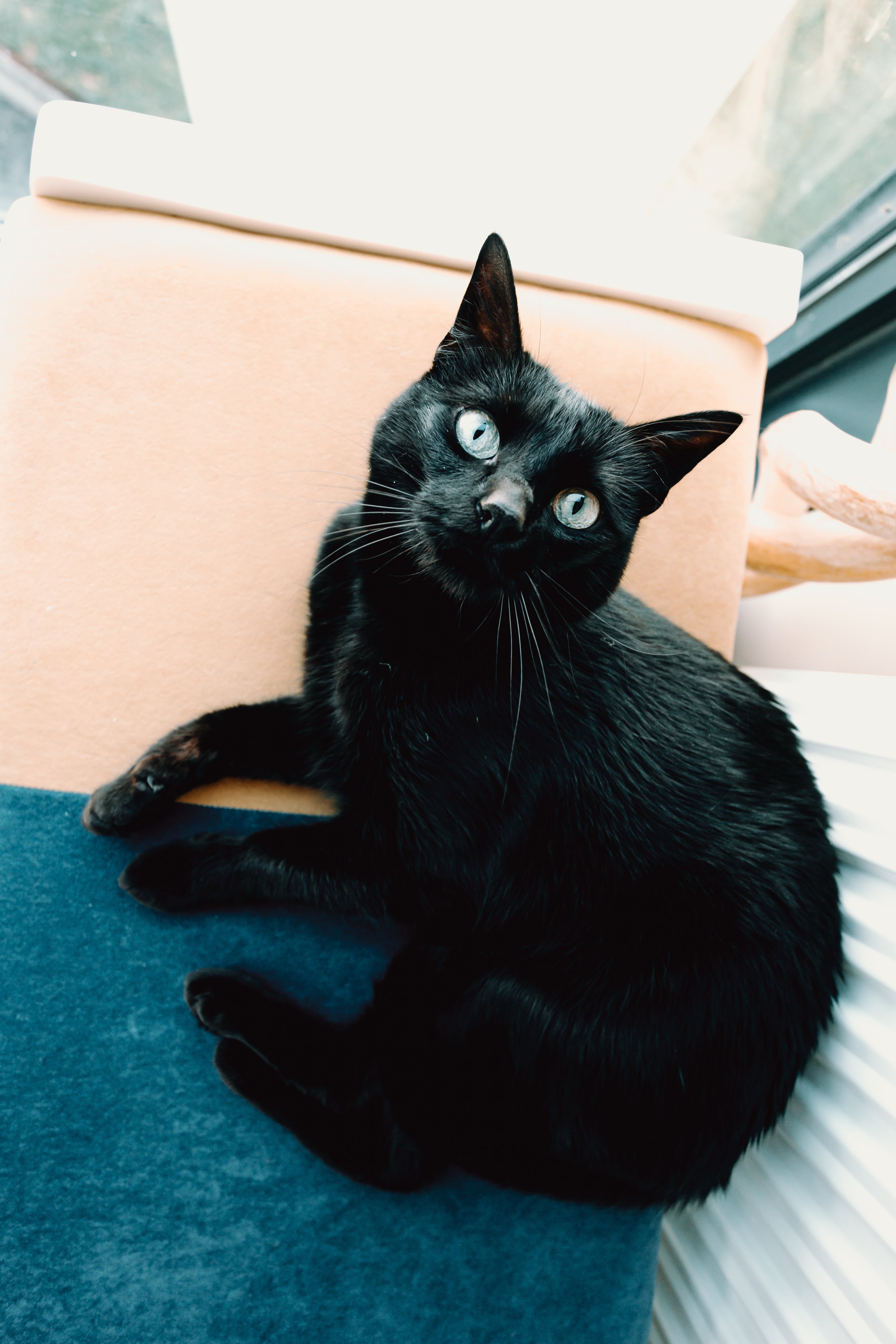 files/black-cat-looking-up-at-owner.jpg